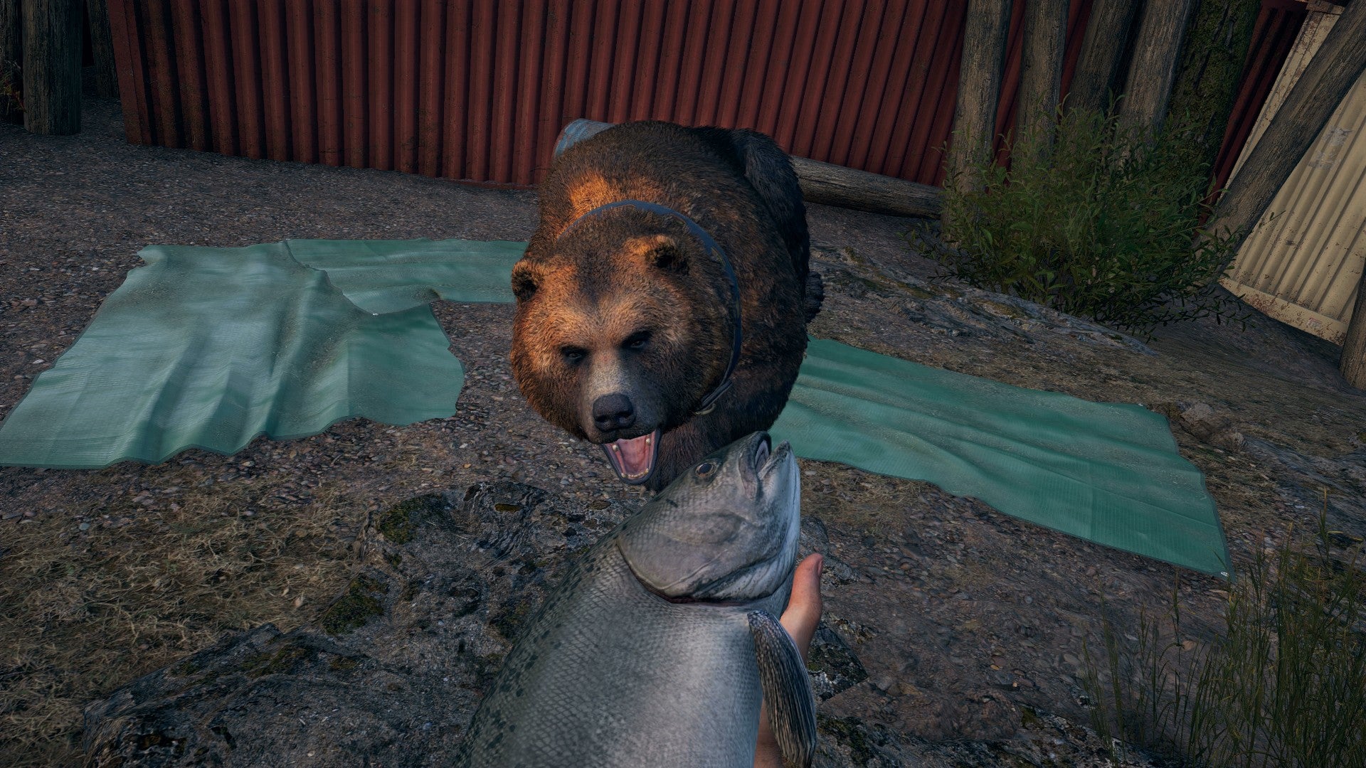 Far Cry Cheeseburger The Bear Cheeseburger Location And Quest Guide Cheeseburger Skills